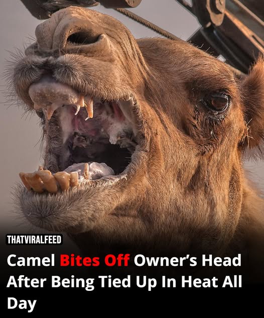 After being left outside in the sweltering heat with its legs tied up all day, the camel killed the owner by biting off its head.